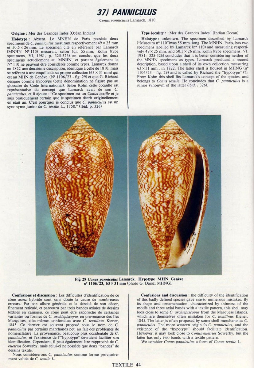 Conus panniculus, Lamarck 1810